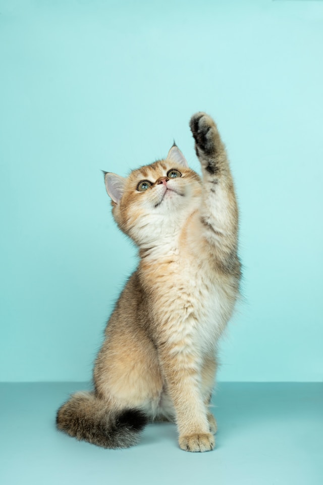 Pet banner 1