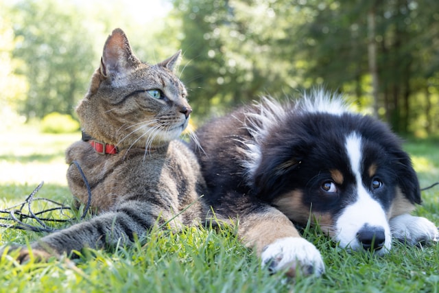 Pet banner 2