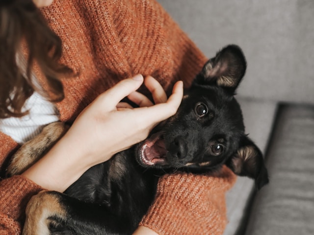 Pet banner 4